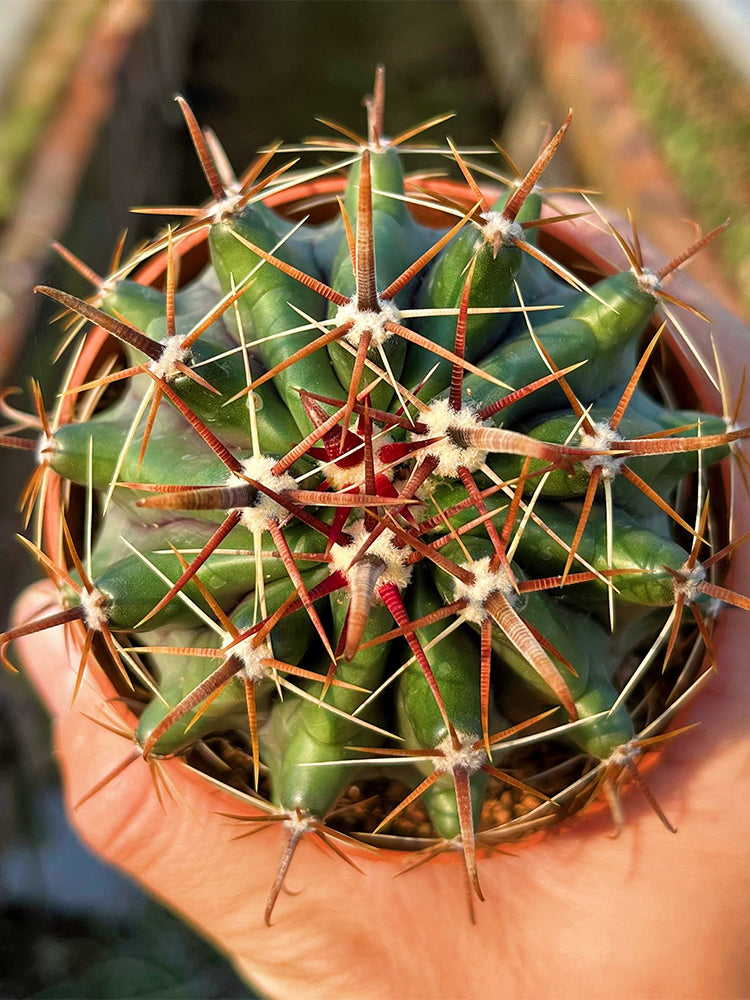 Ferocactus peninsulae