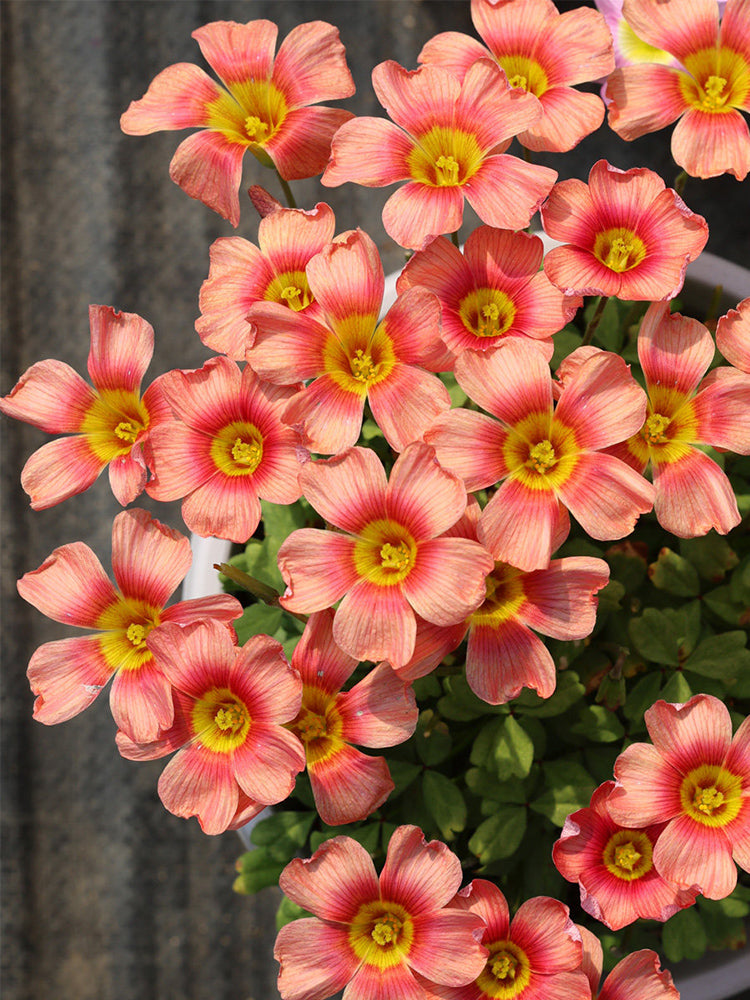 Oxalis 'Retro'