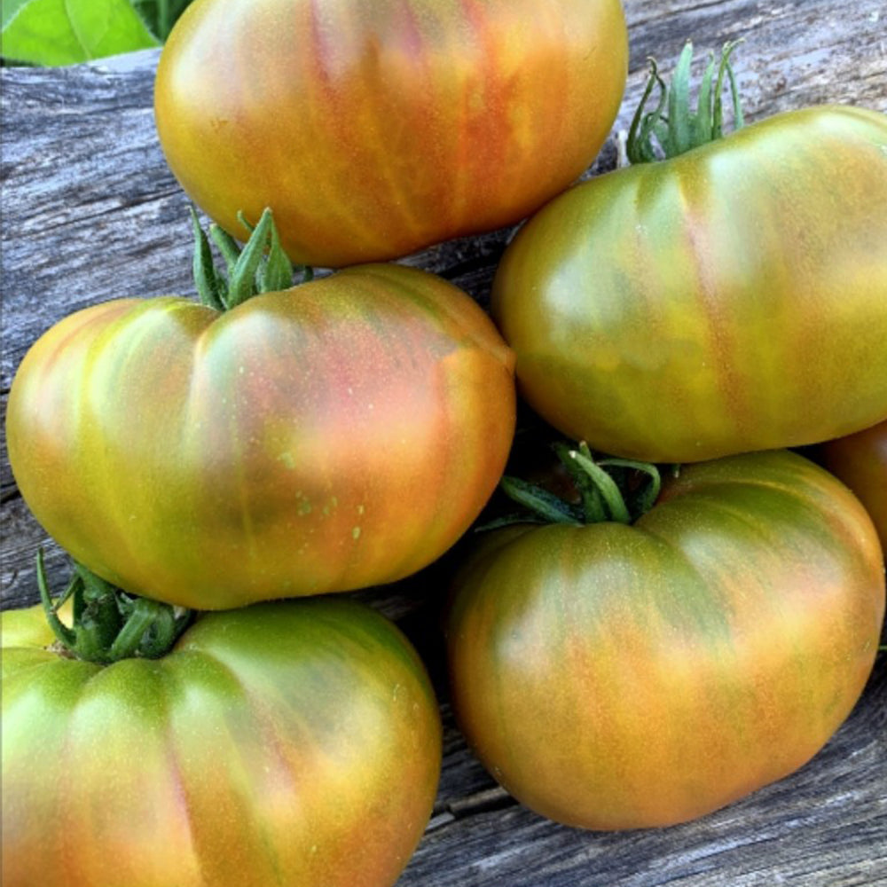 657 Yarson 7 Tomato