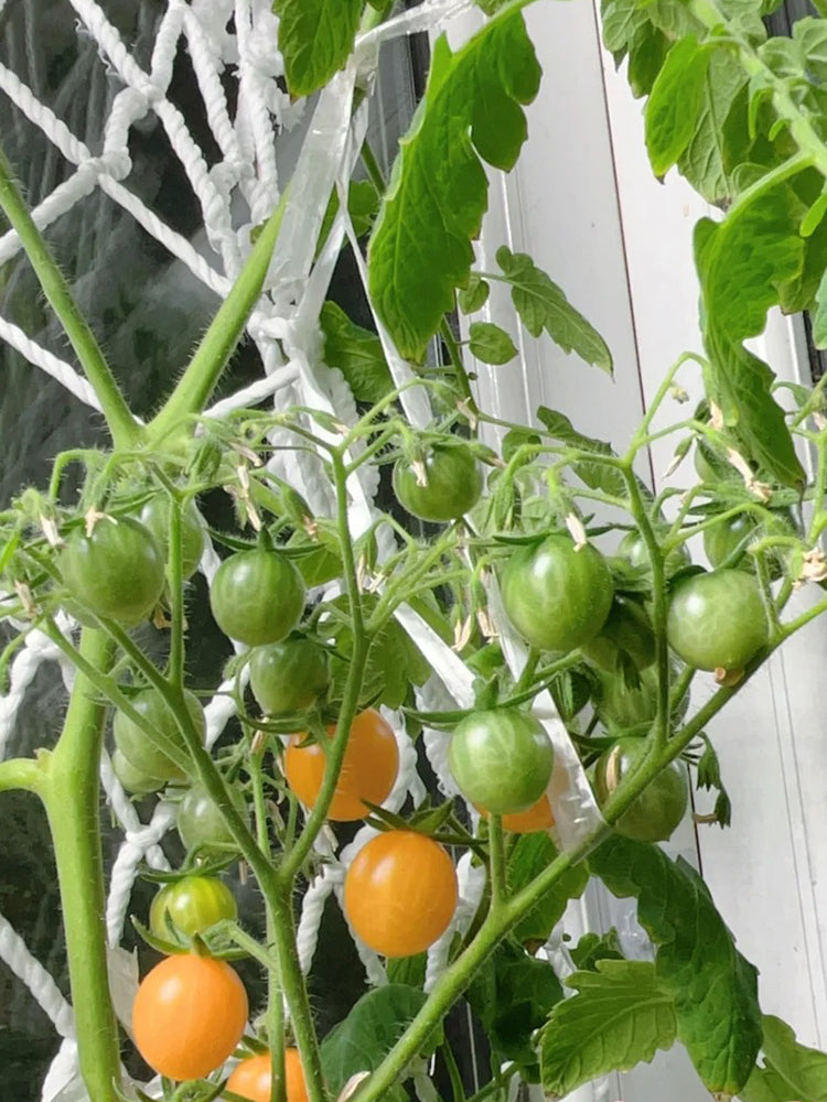 Mille Fleurs Tomato