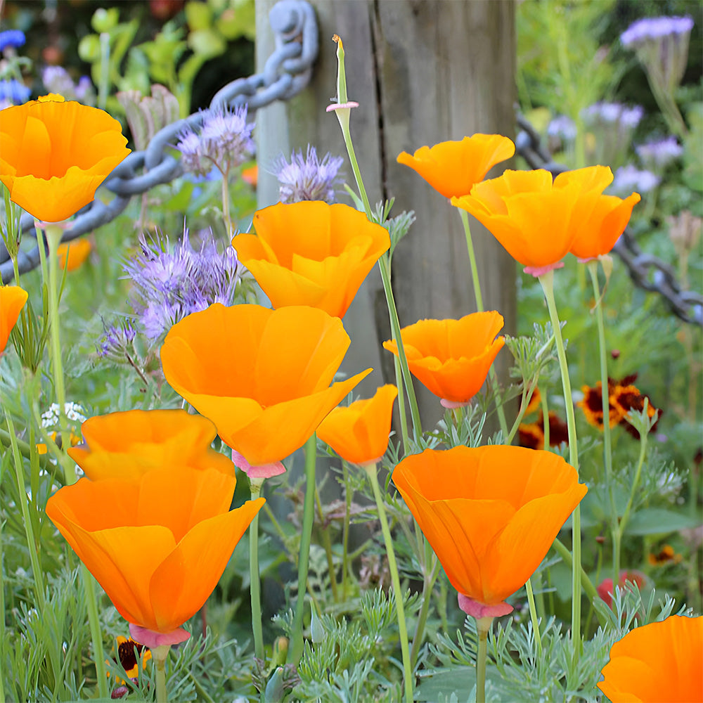 Bellfarm® Eschscholzia californica Seeds