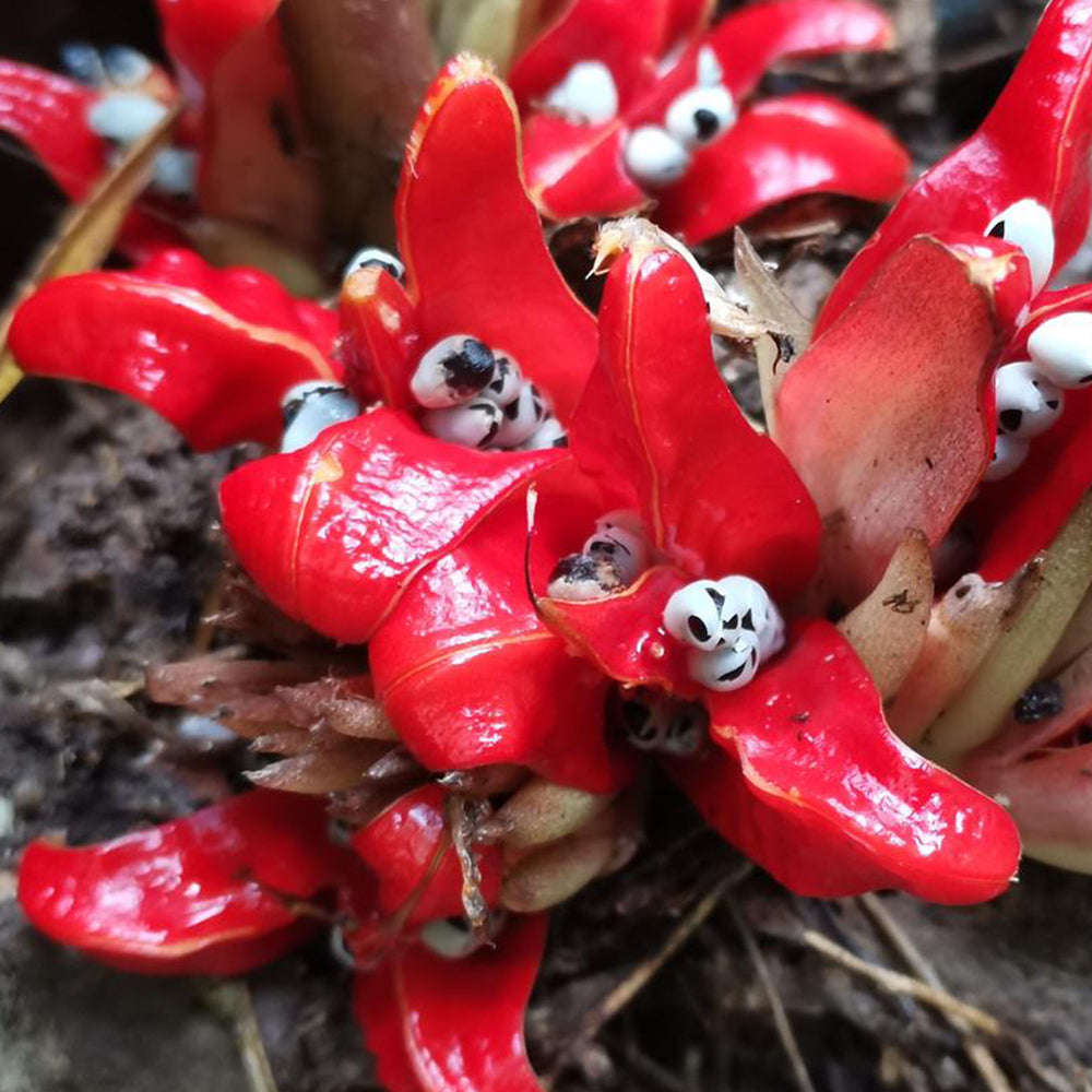 Bellfarm® Myoga Ginger Seeds