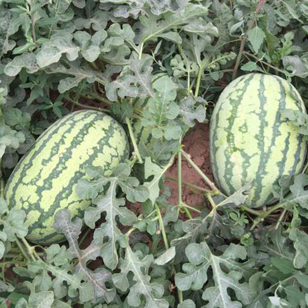 5 Bags (25 Seeds / Bag) of 'Lanzhou P2' Series: Large-Fruit, Traditional Variety, Super Sweet Watermelon