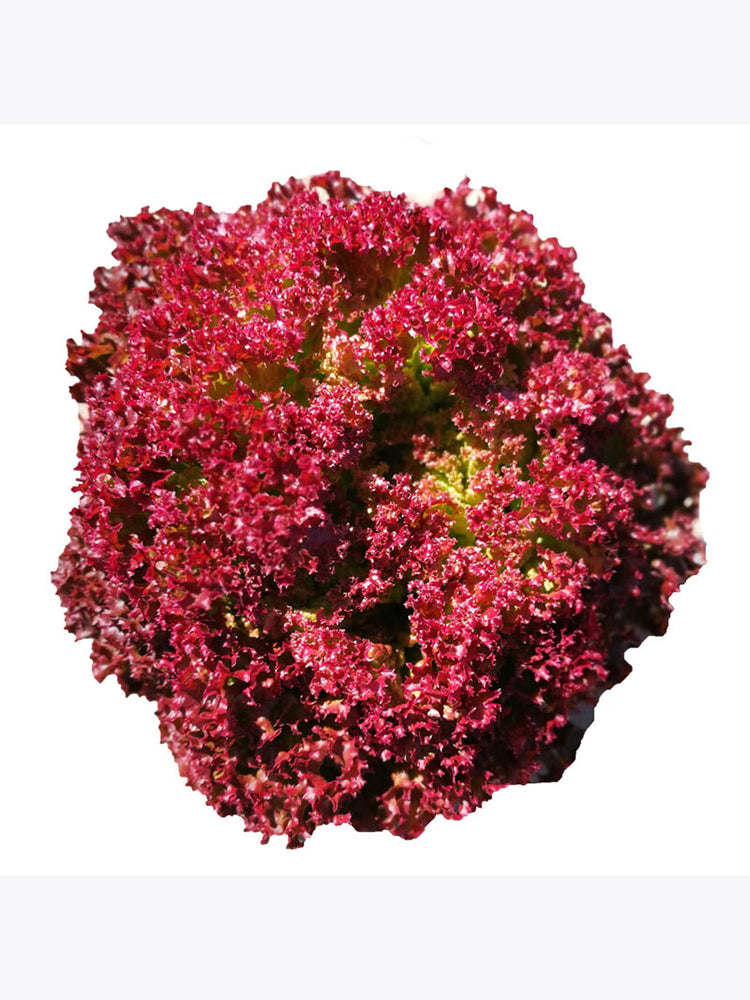 Purple Rosa Lettuce