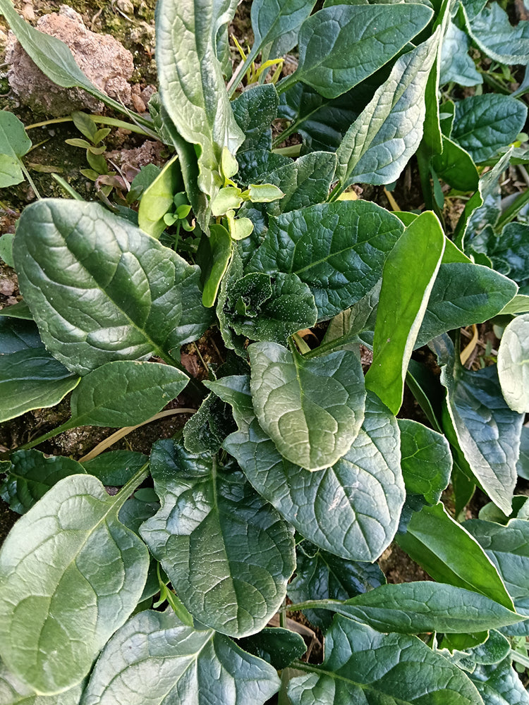 'Heat-Tolerant King' Spinach