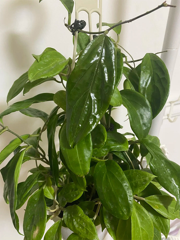 Hoya UT-033 Unrooted Stem Cuttings