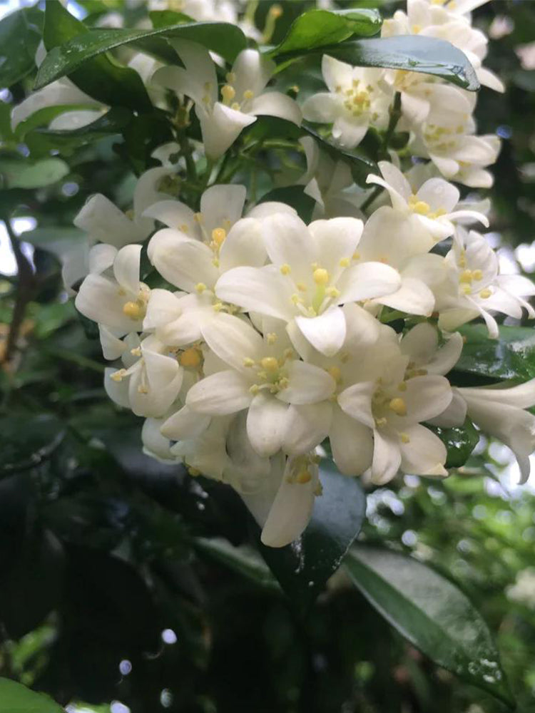 Orange Jasmine (Murraya paniculata)