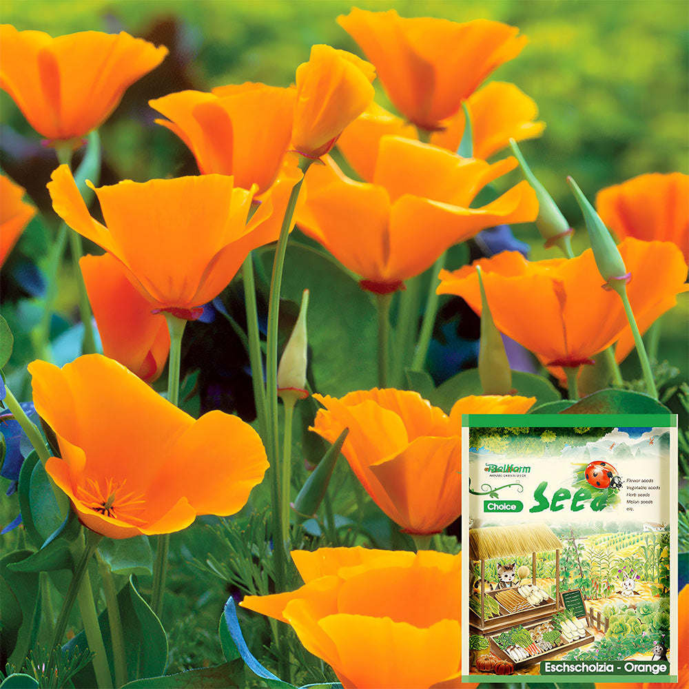 Bellfarm® Eschscholzia californica Seeds