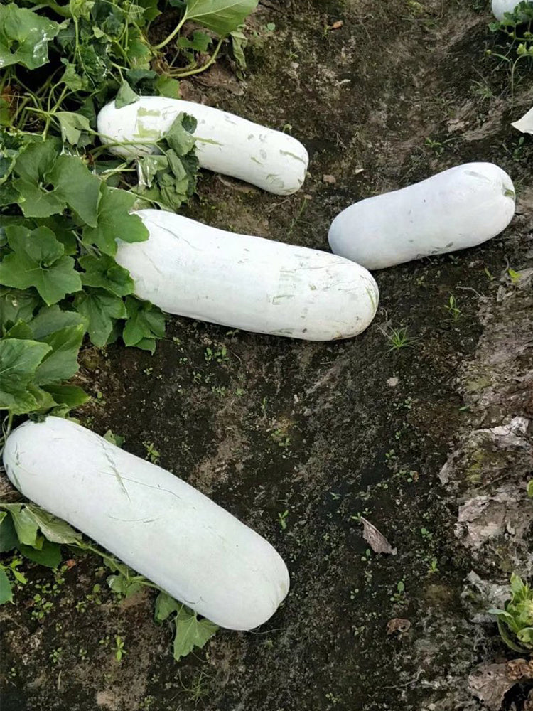 Fenbailong Wax Gourds