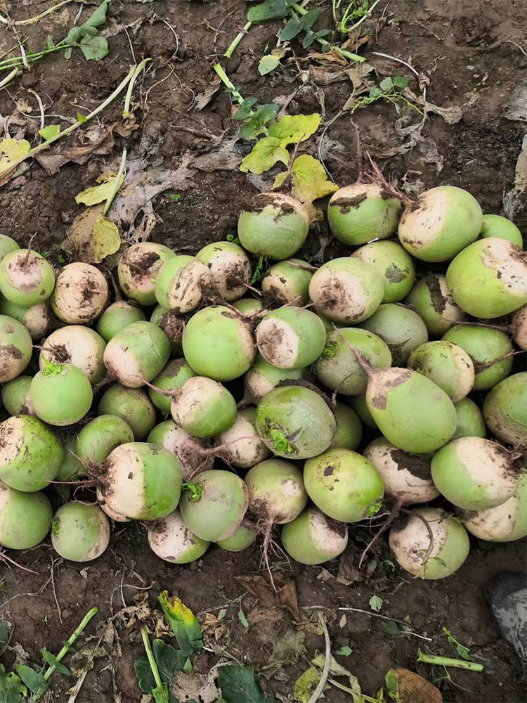 Xinlimei Radish