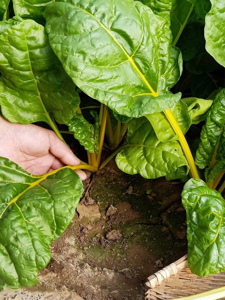 Golden-Leaf Chard