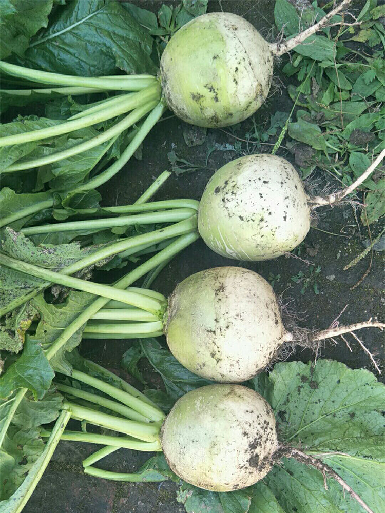 Beijing Mantanghong Radish