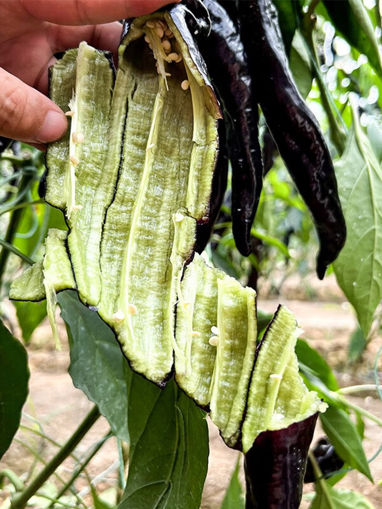 Zilongjiao No.1 Chilis