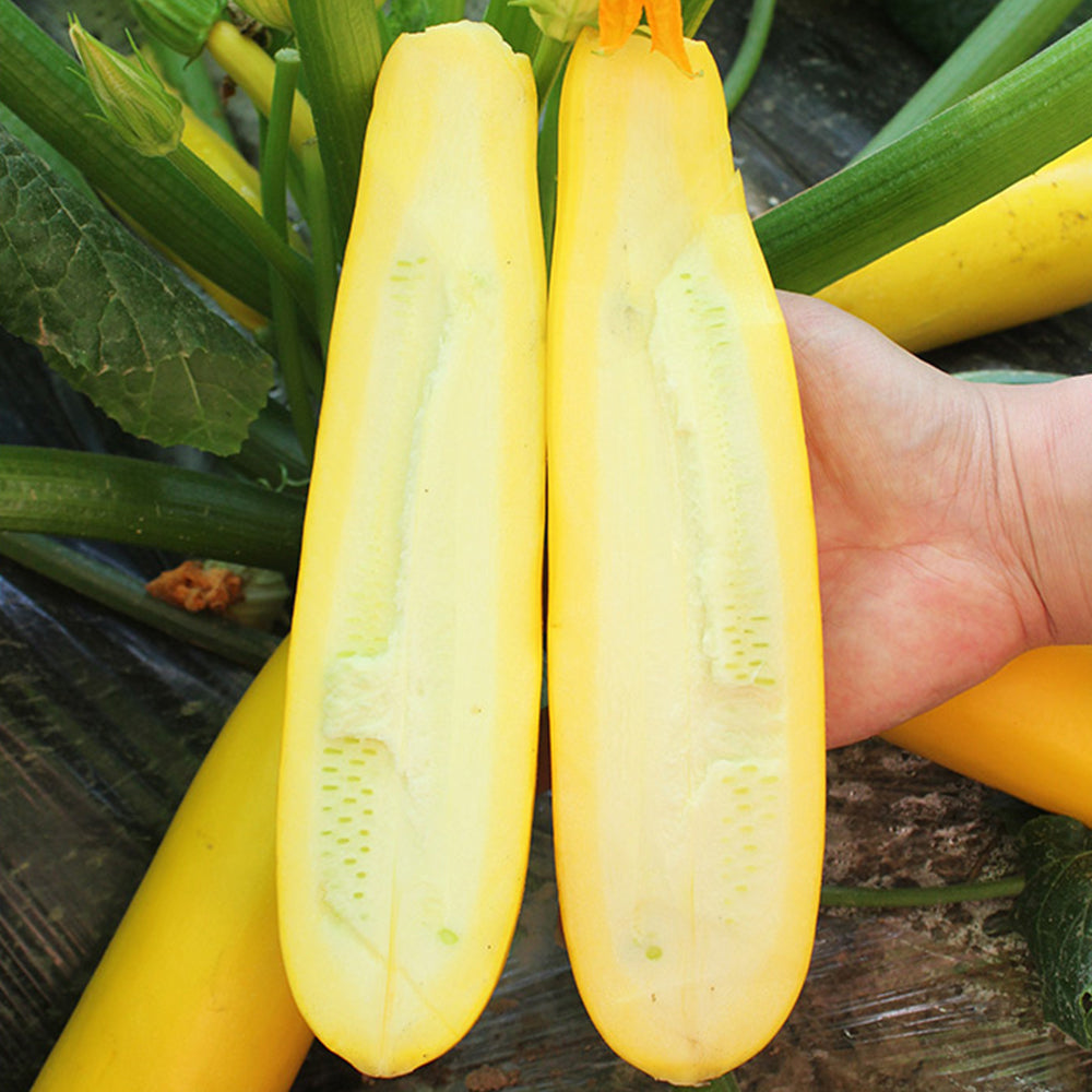 5 Bags (10 Seeds / Bag) of Yellow Zucchini Seeds, 'Yellow Banana' series