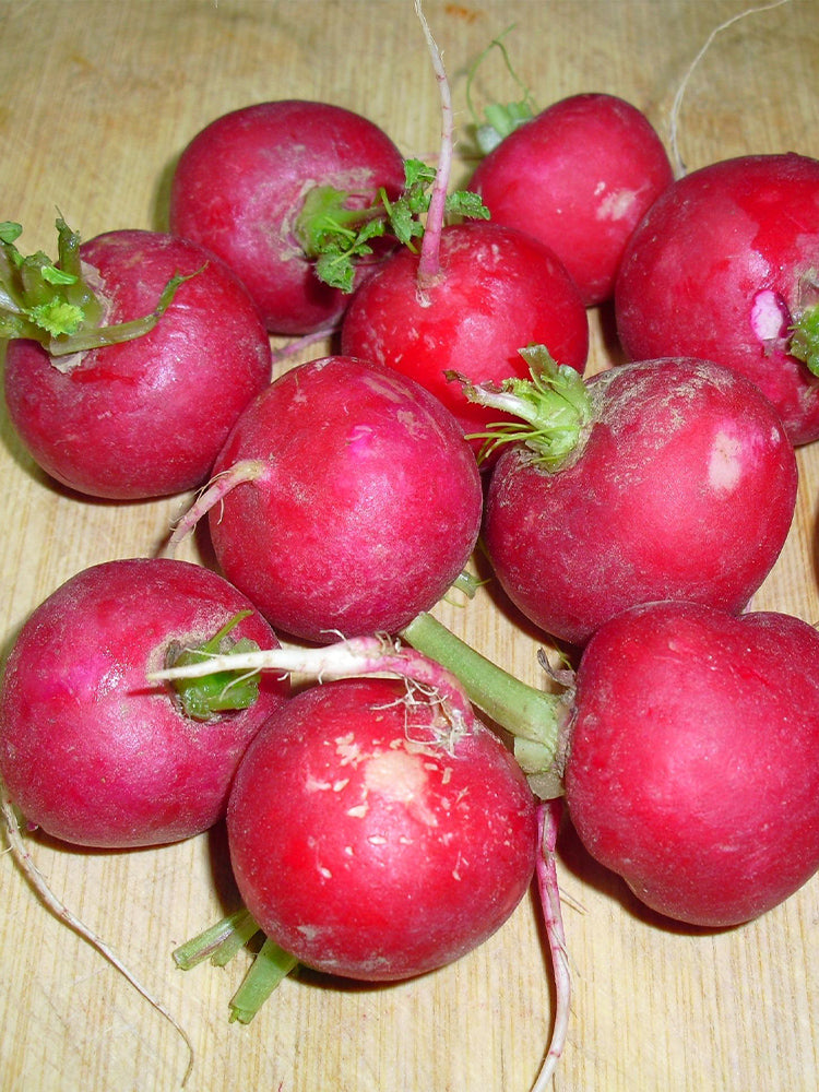 Red Cherry Radishs