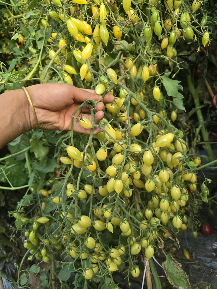 2025 Sweet Brush F5 Tomato