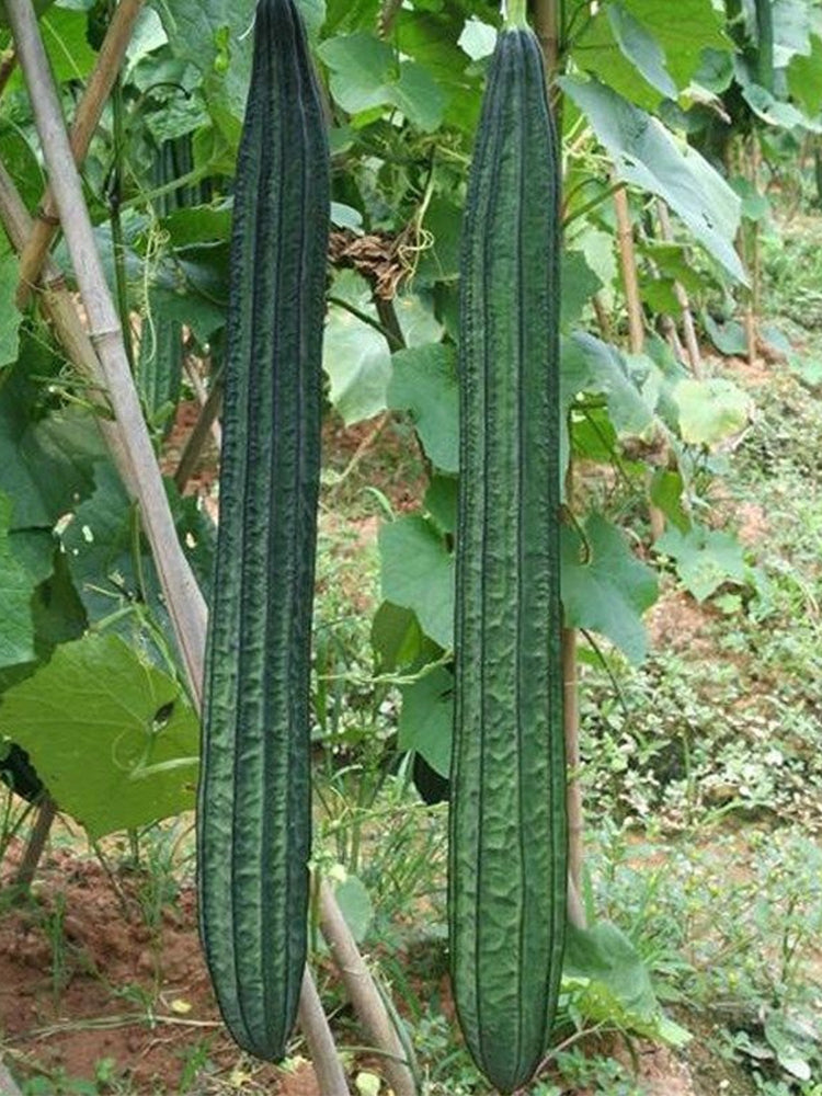 Meiling No.2 Luffa
