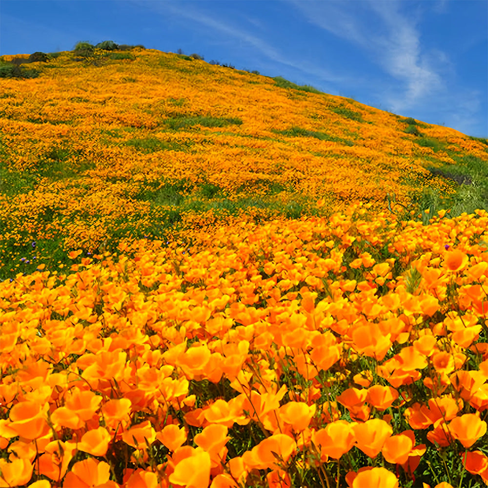 Bellfarm® Eschscholzia californica Seeds