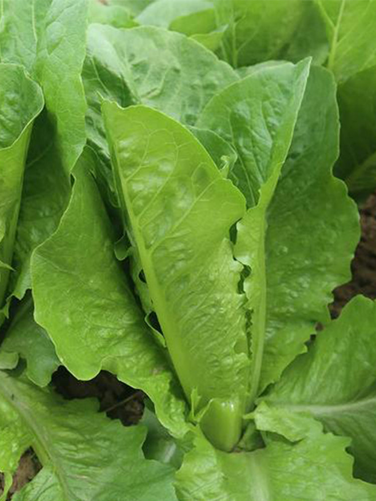 Little Gem Lettuce