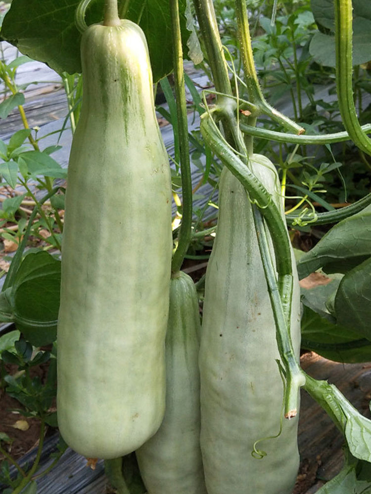 Goat Horn Crispy Melon