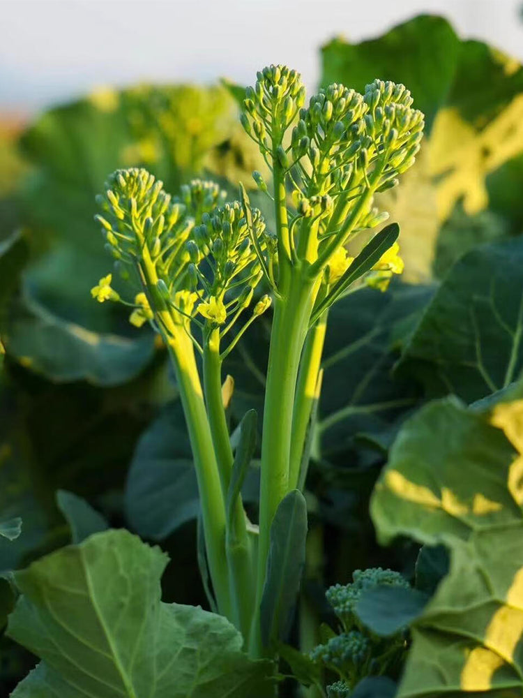 Qinghuatai No.1 Broccolini