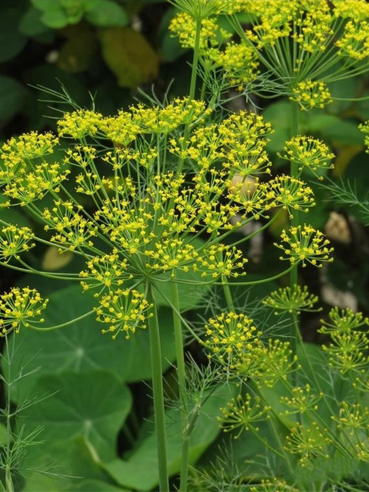 Dill , Anethum graveolens