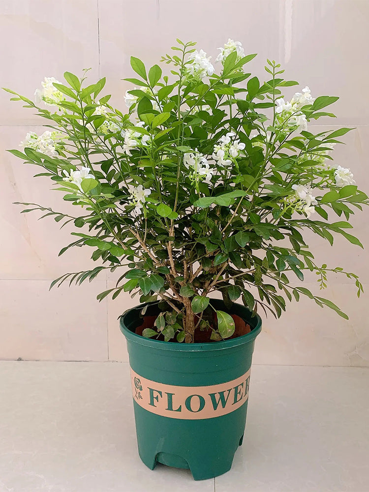 Orange Jasmine (Murraya paniculata)