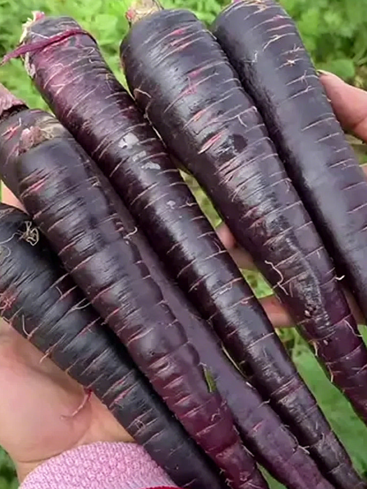 Purple Skin Yellow Flesh Carrot