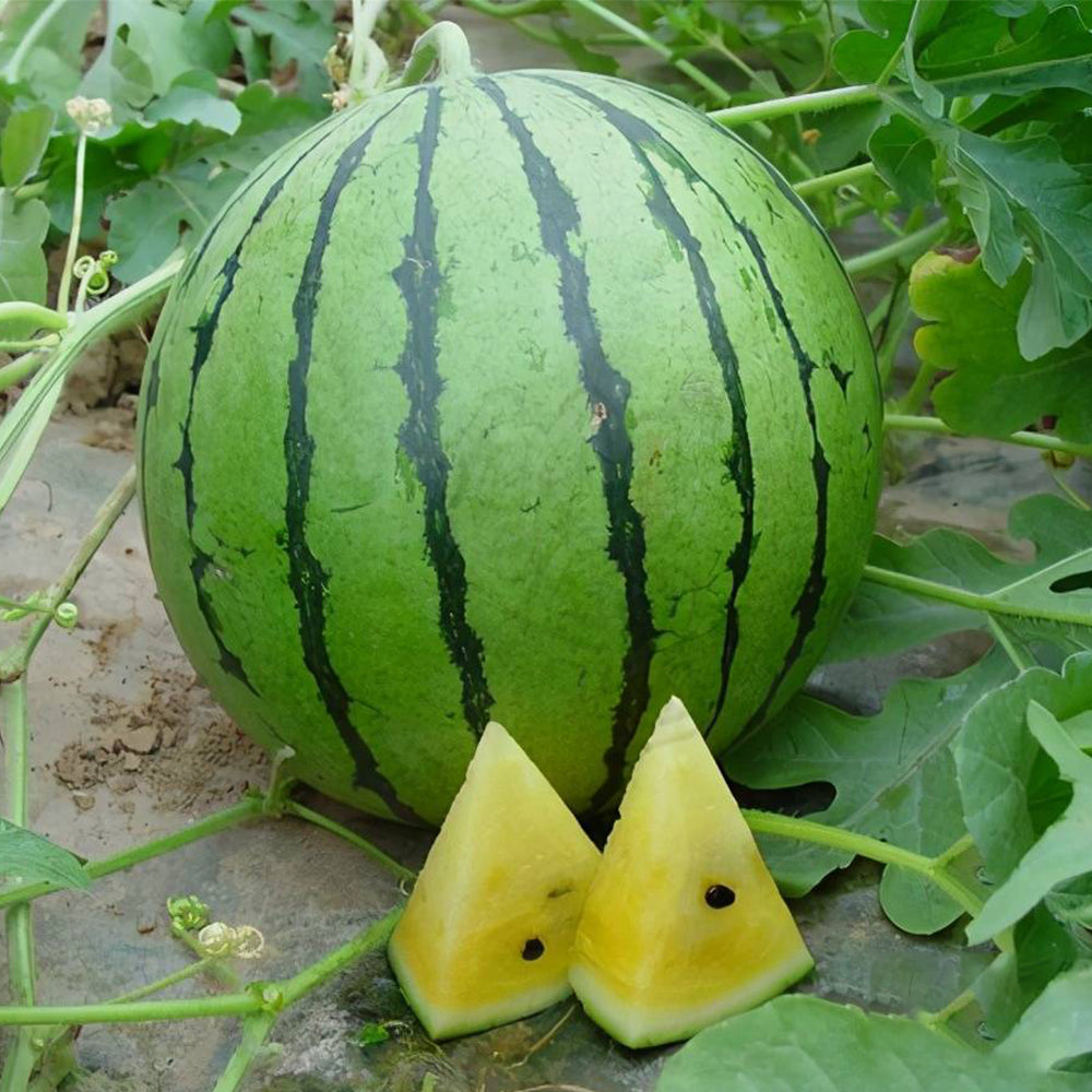 5 Bags (20 Seeds / Bag) of 'Kylin Ice Cream' Series Watermelon Seeds