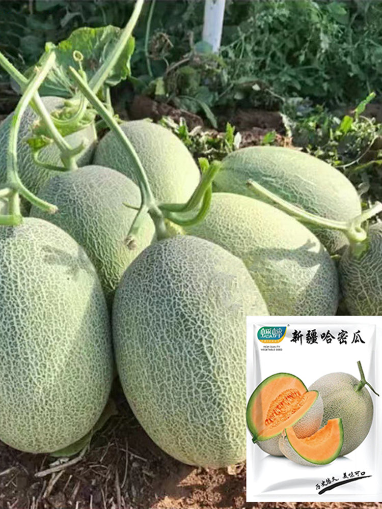 Hami Melons