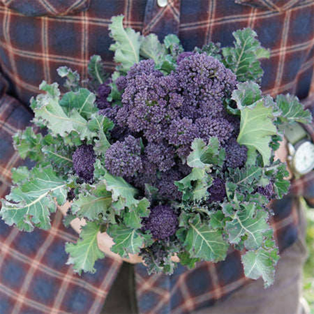U2421 Early Purple Sprouting Broccoli