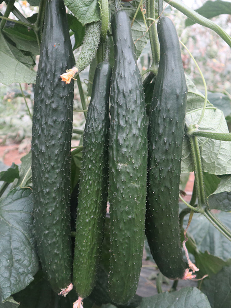 Zhongnong Spring-Autumn Hybrid Cucumber F1