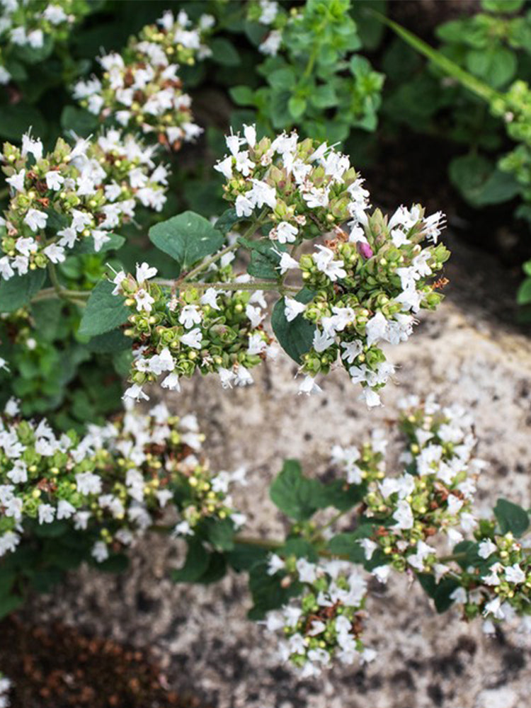 American Sweet Marjoram (Origanum majorana)
