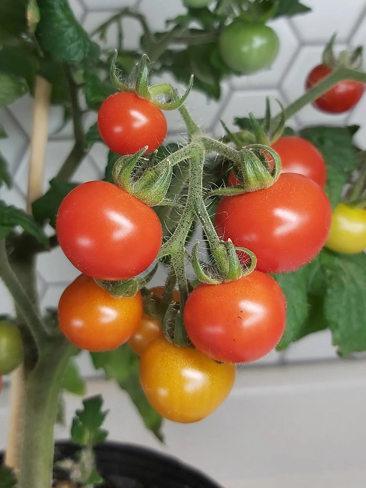 Delice de Neuilly Microdwarf Tomato
