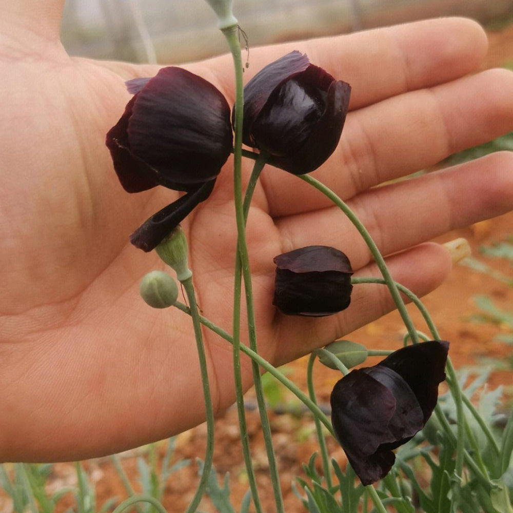 50 Seeds of Corn Poppy ‘Black Magic’