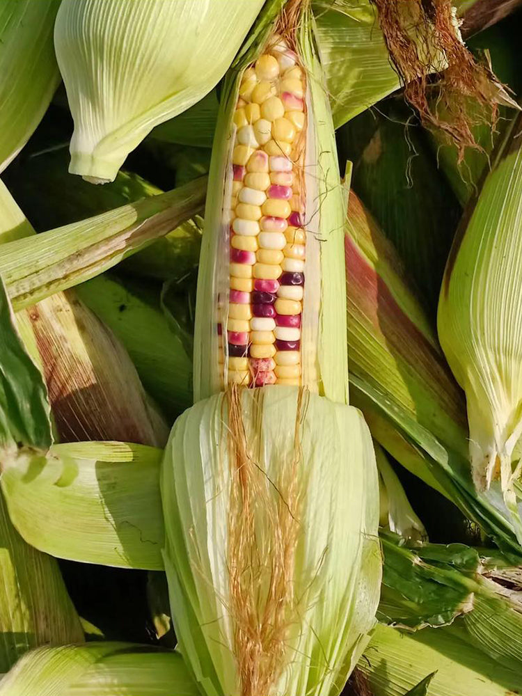 Colorful Glutinous Corn