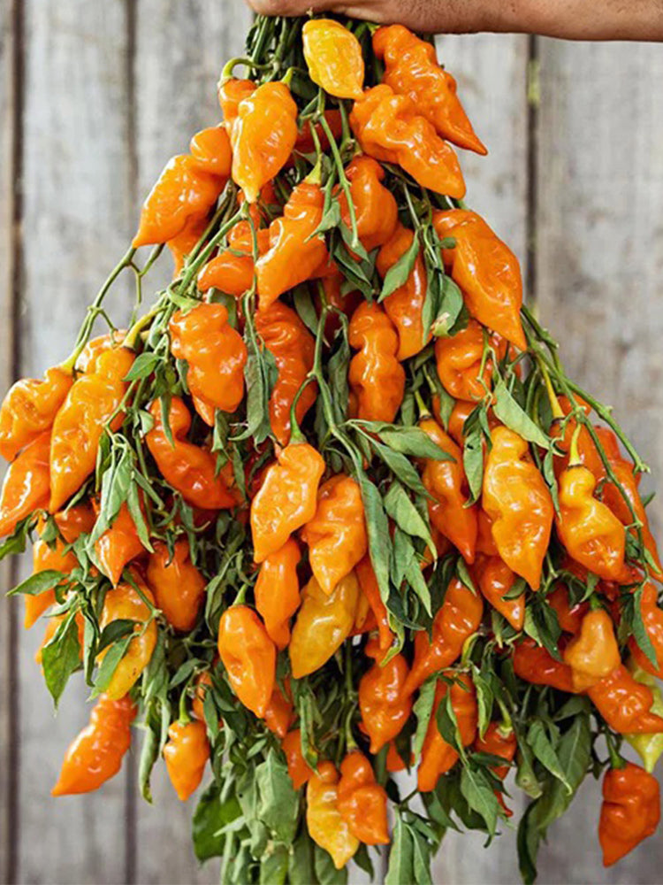 Habanada Sweet Pepper