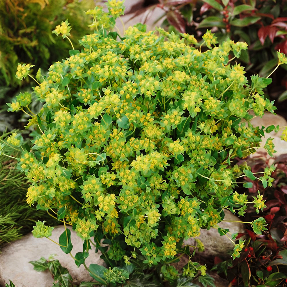 Bellfarm® Bupleurum chinense Seeds
