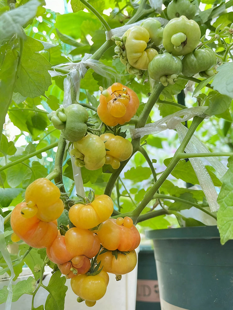 Dean's Chickie Cherry Tomato