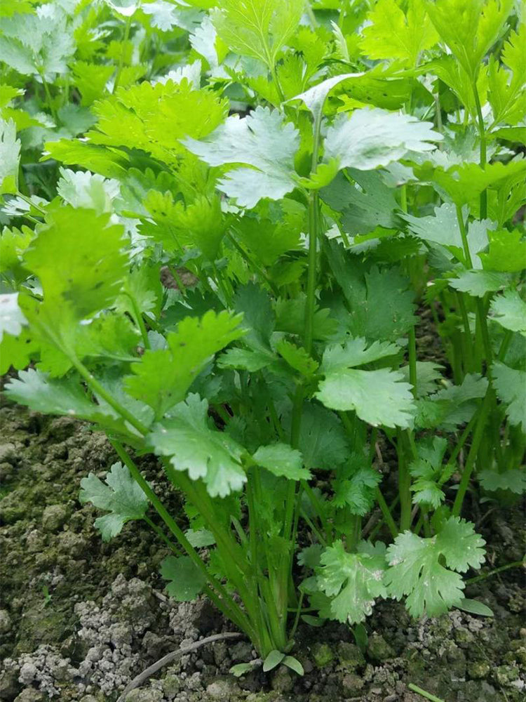 'Jiefeng' Large-Leaf Coriander