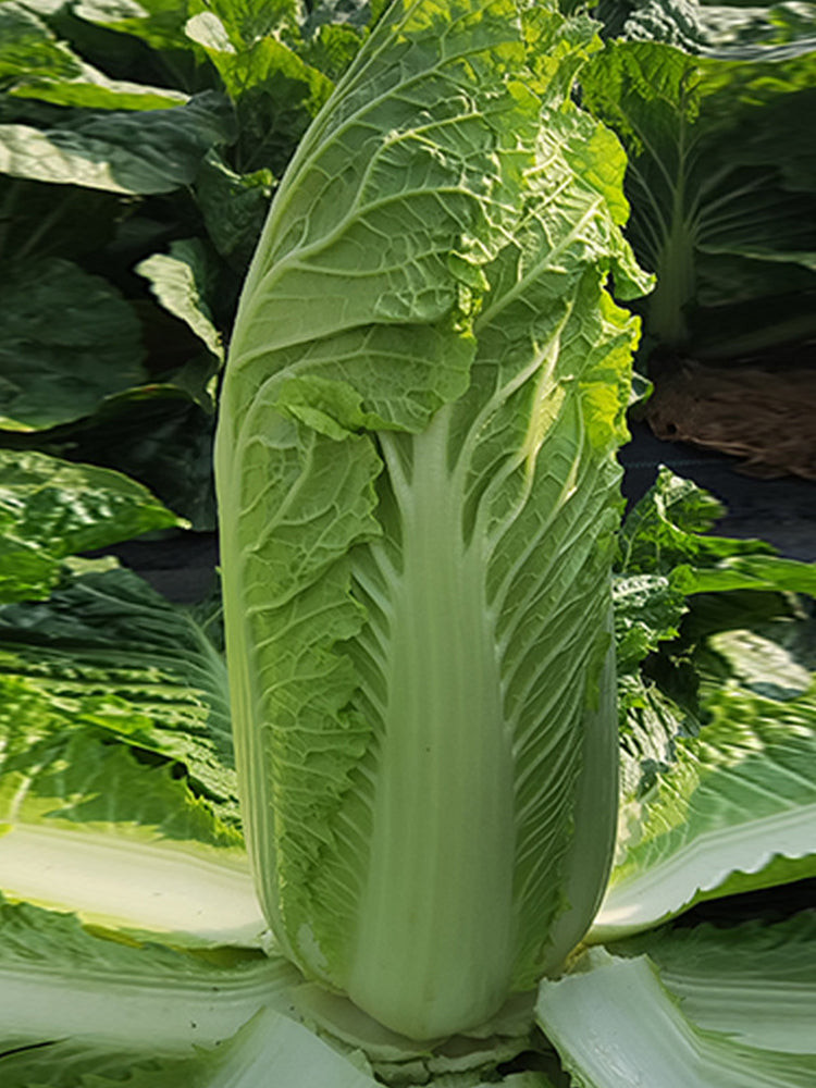 Beijing New No.3 Cabbage