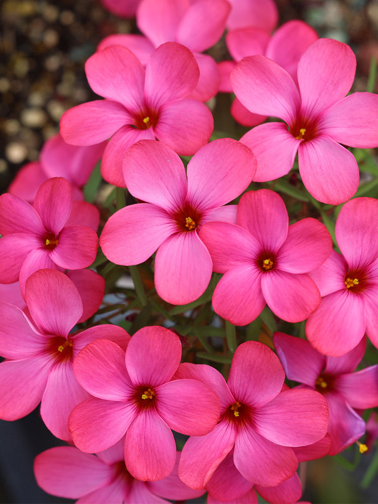 Oxalis 'Andromeda'