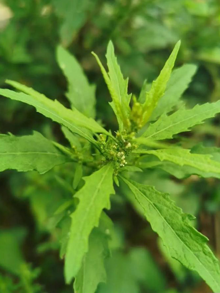 Chenopodium ambrosioides