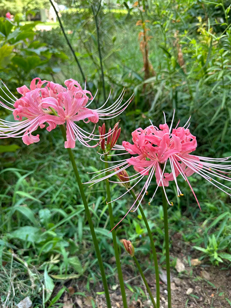 Hubei Pink Lycoris
