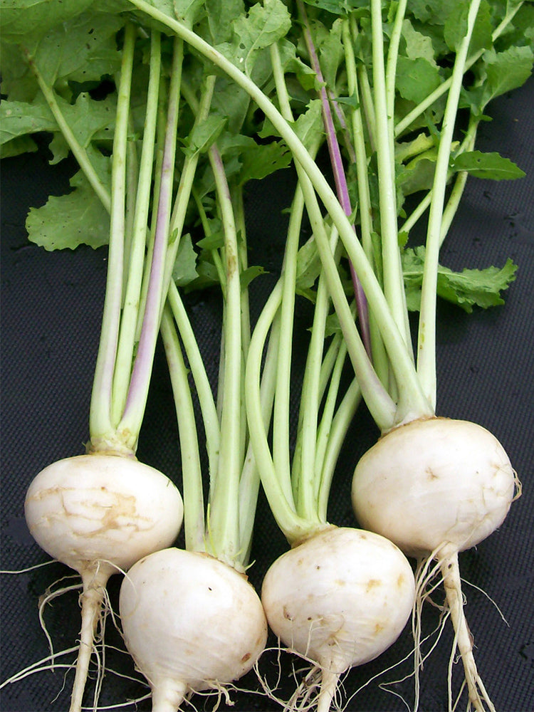 Xiatong No.2 F1 Turnip