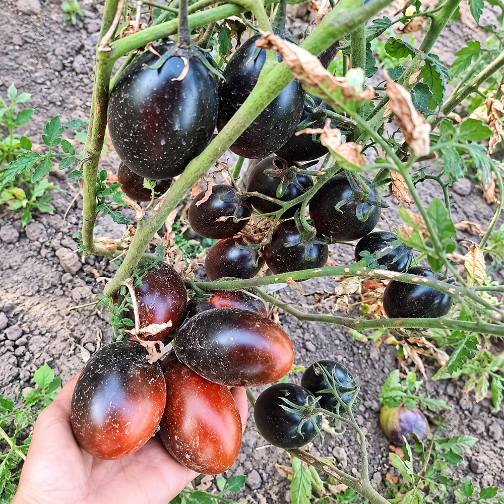 270 Deep Purple F4 Tomato