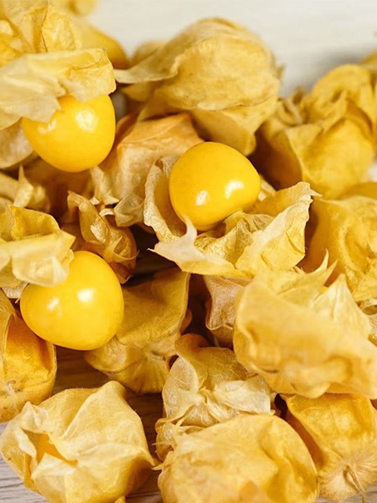 Groundcherry (Physalis pubescens)