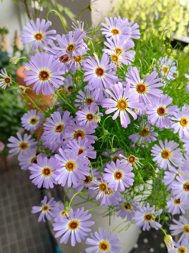 Blue Swan River Daisy