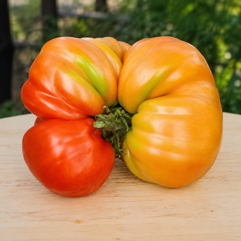 262 Mega Marv Tomato
