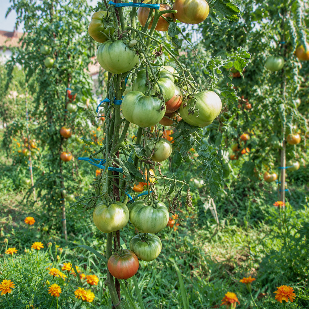 46 Charbonniere du Berry Tomato